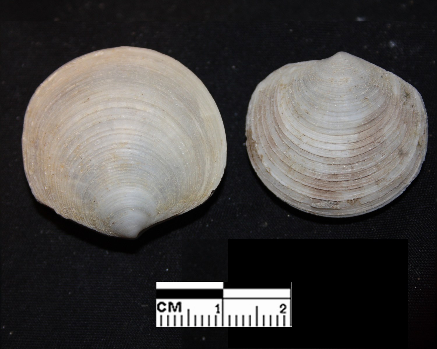 Id bivalve